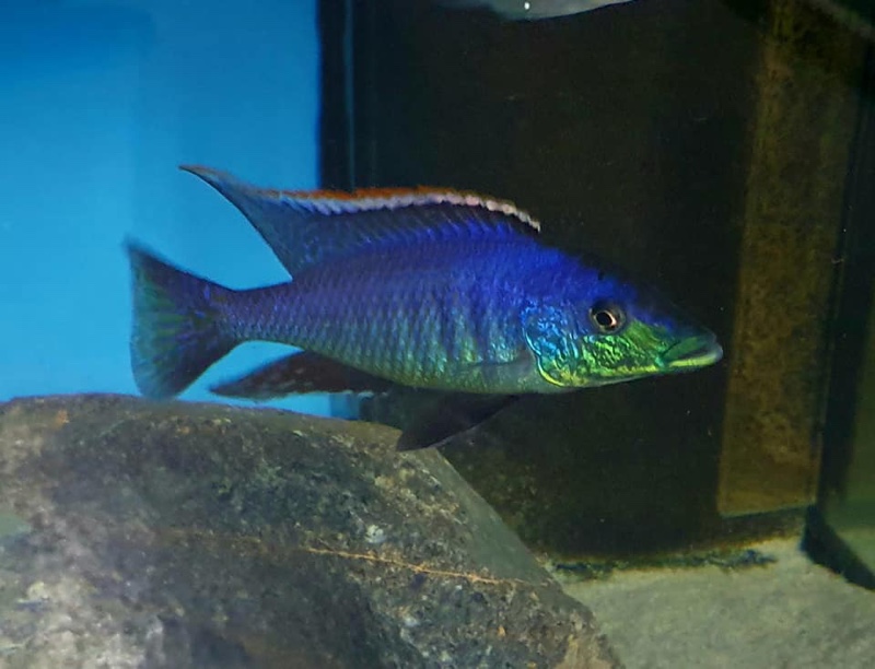 Lichnochromis acuticeps